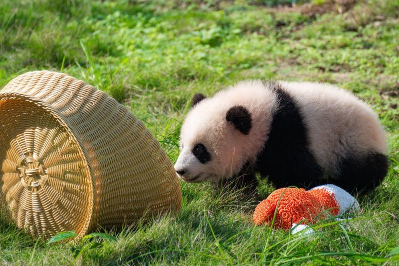 Pandas' Birth And Growth