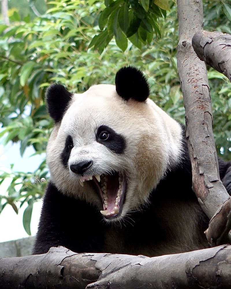 Pandas' Teeth And Diet