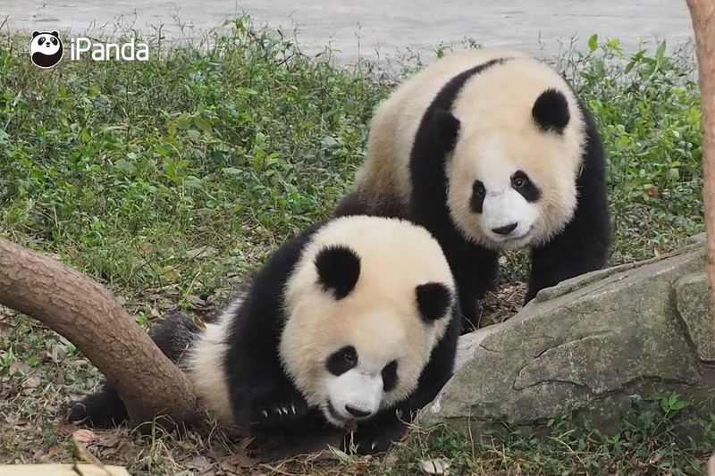 Pandas In Popular Culture
