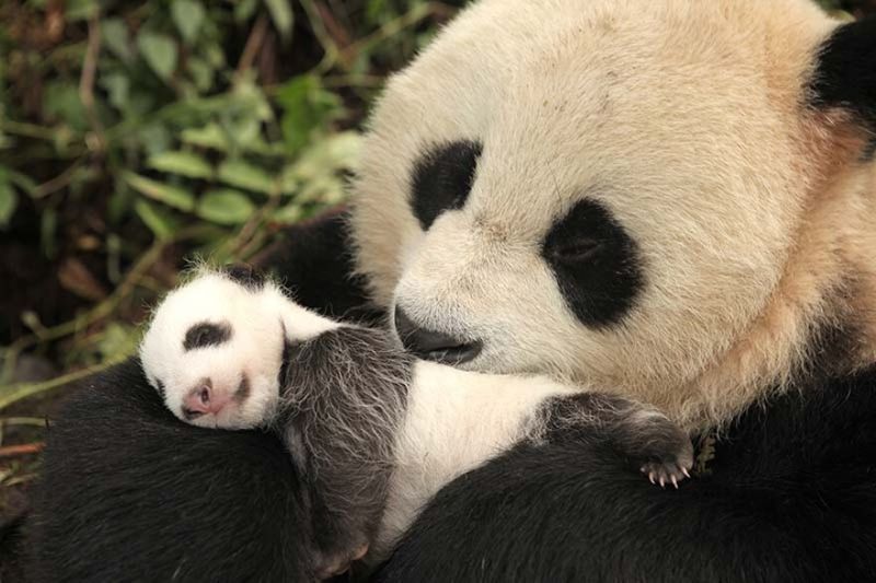 Pandas' Social Behavior With Cubs