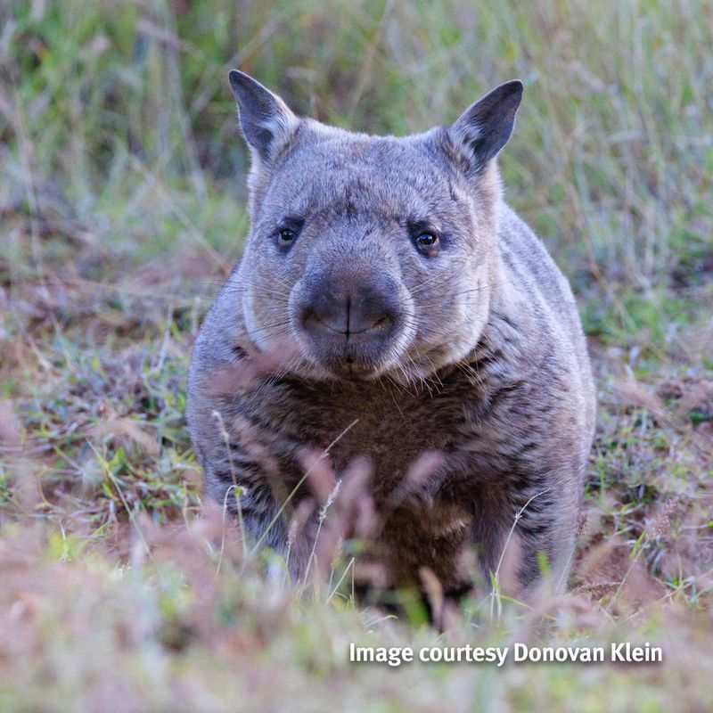 Northern Hairy-Nosed Wombat