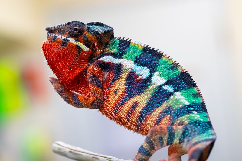 Panther Chameleon