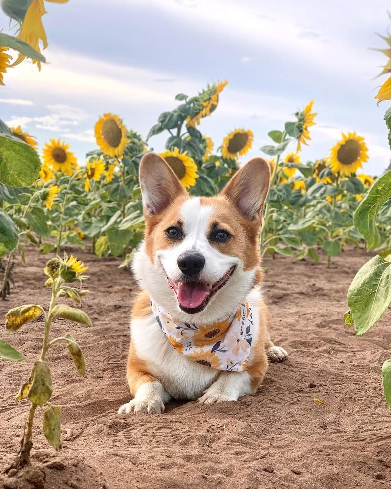 Pembroke Welsh Corgi