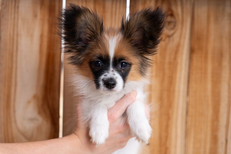 Papillon
