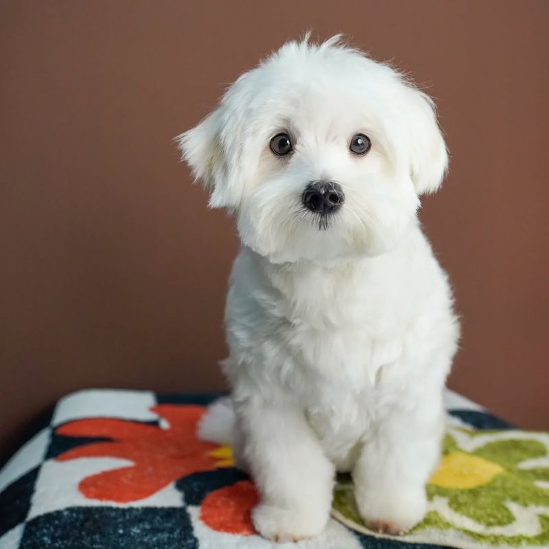 Maltese