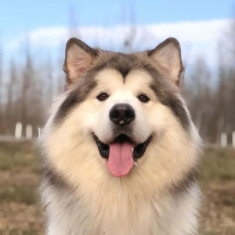 Alaskan Malamute