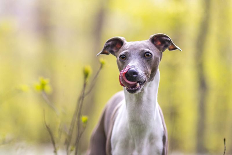 Italian Greyhound