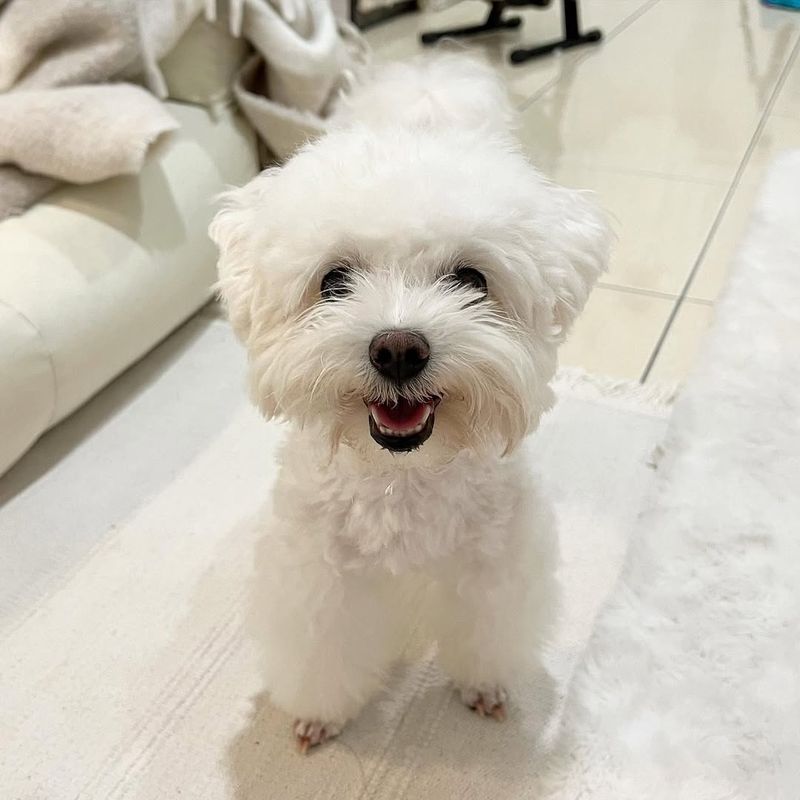 Maltese