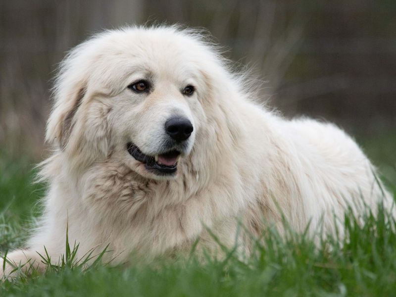 Great Pyrenees