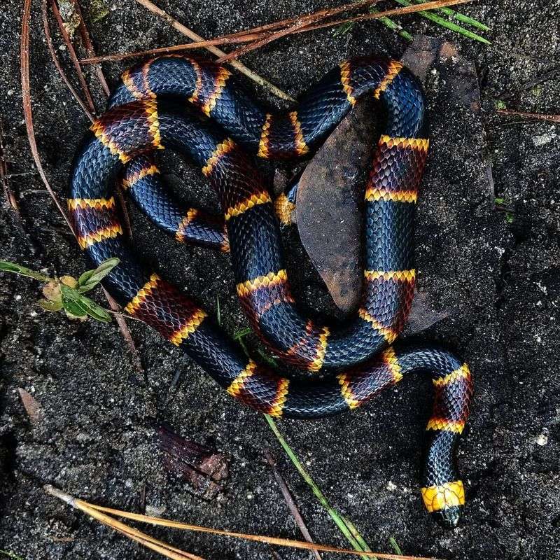 Eastern Coral Snake