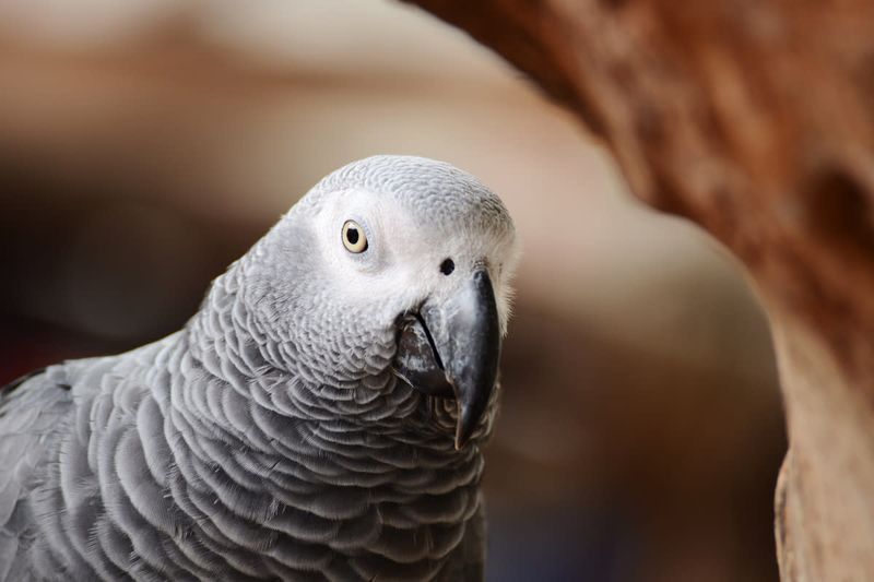 Parrot’s Shocking Words Reveal It All