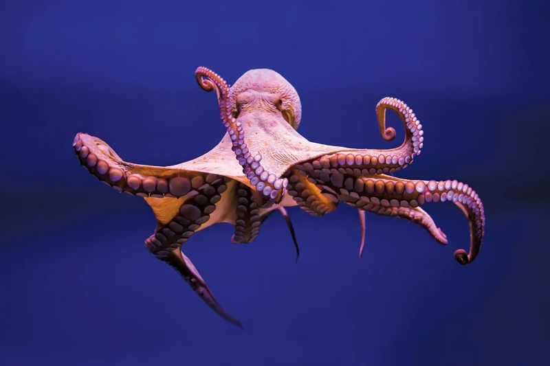 Octopuses' Escape Abilities