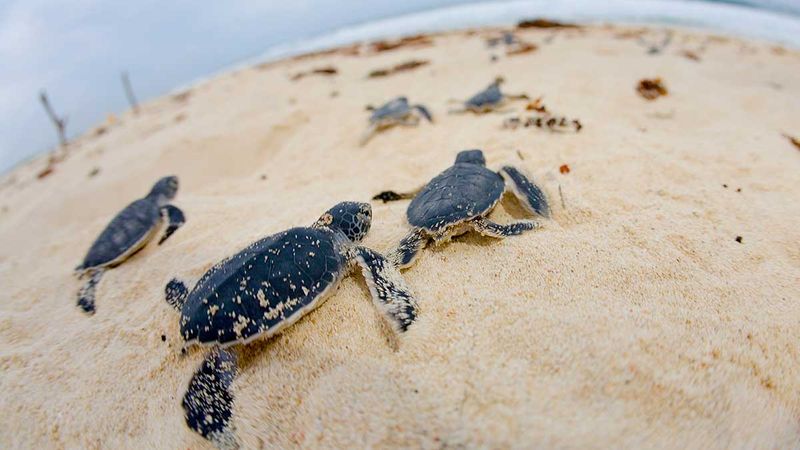 Keep Beaches Clean