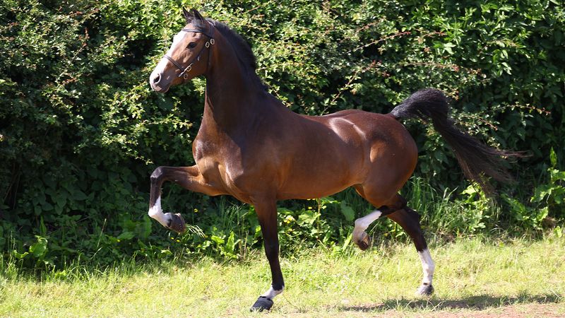 Hackney - The Elegant Show Horse