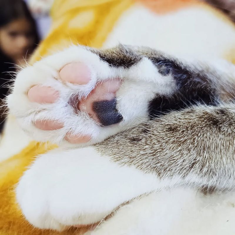 Paw Placement