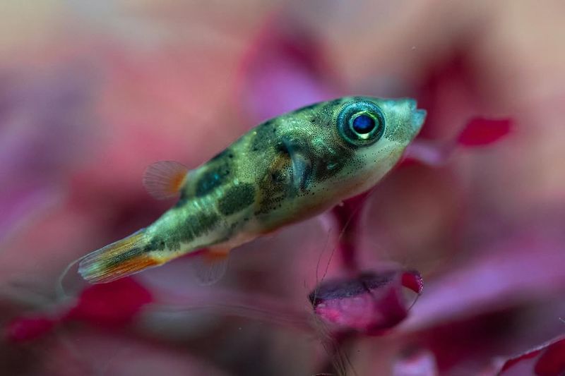 Pea Puffer