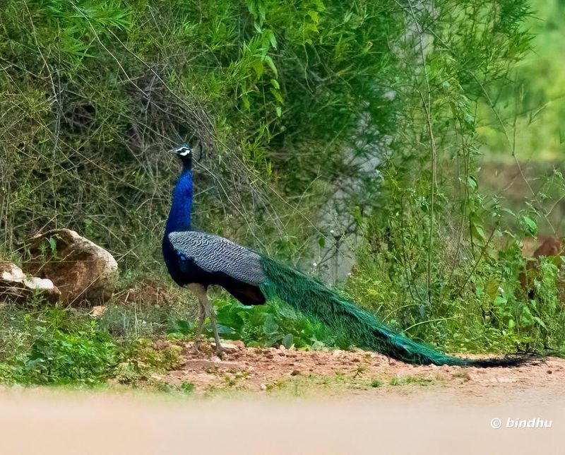 Peacock