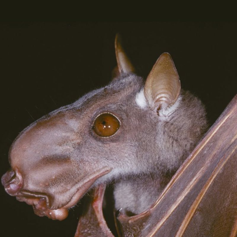 The Hammer-Headed Bat