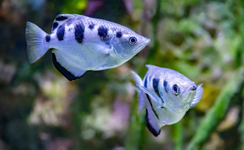 Banded Archerfish