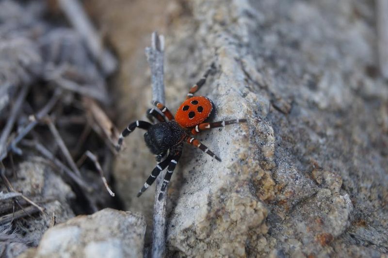 Ladybird Spider