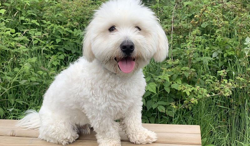 Coton de Tulear