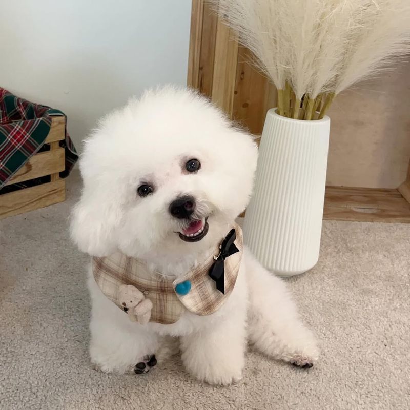 Bichon Frise