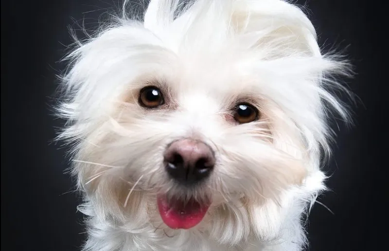 Maltese