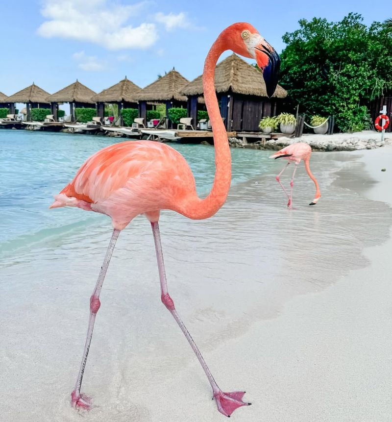 Flamingo