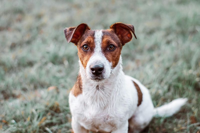 Jack Russell Terrier