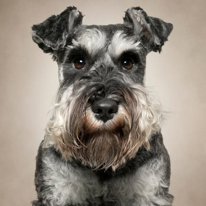 Miniature Schnauzer