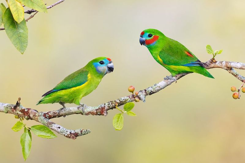 Parrot Friendships