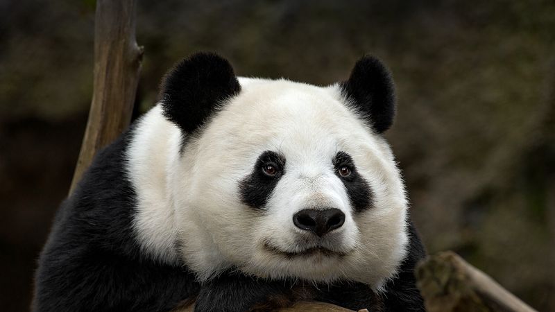 Giant Panda