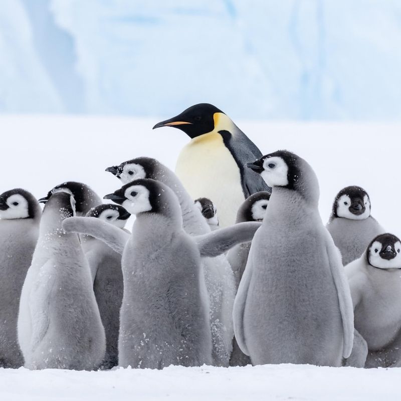 Penguins