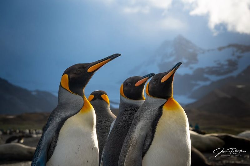 Penguins
