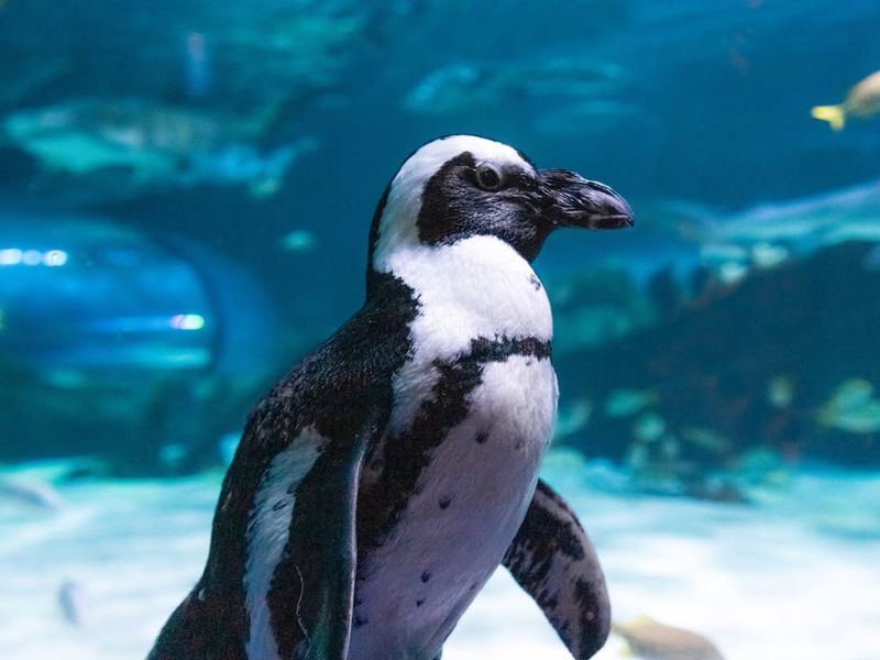 Penguins
