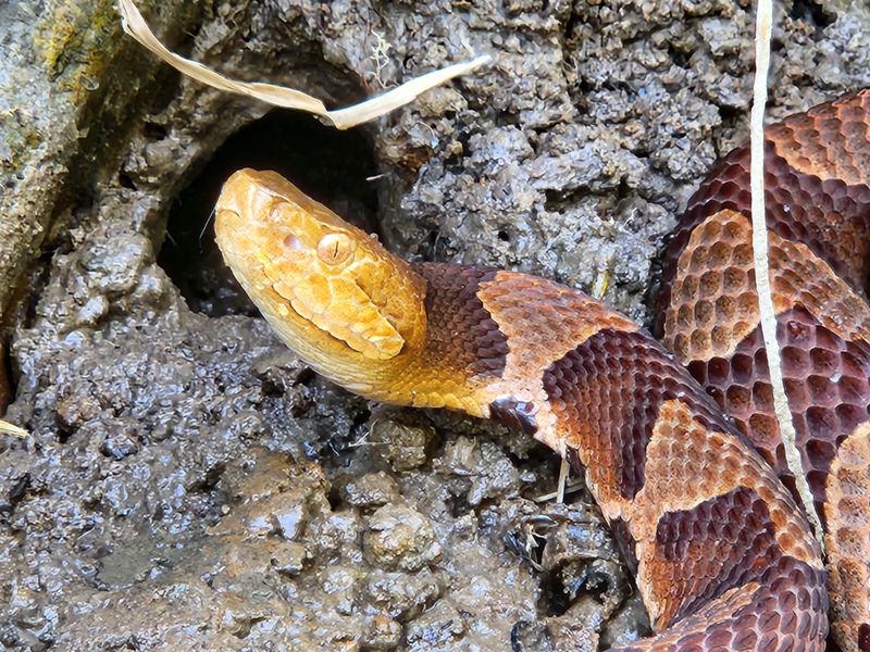Pennsylvania