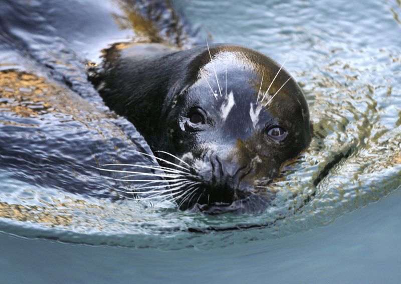 Rhode Island - Harbor Seal