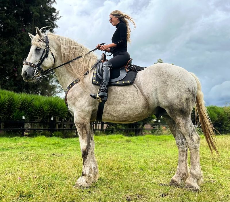 Percheron