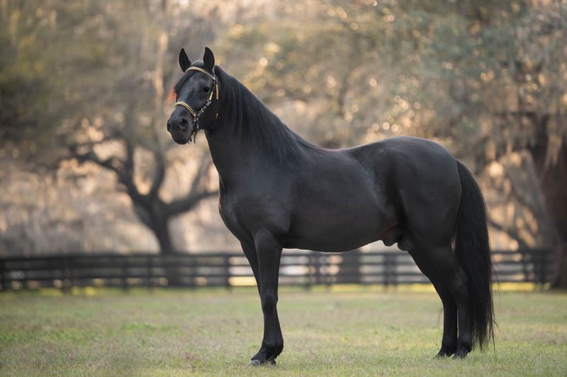 Paso Fino - The Smooth Gaited Horse