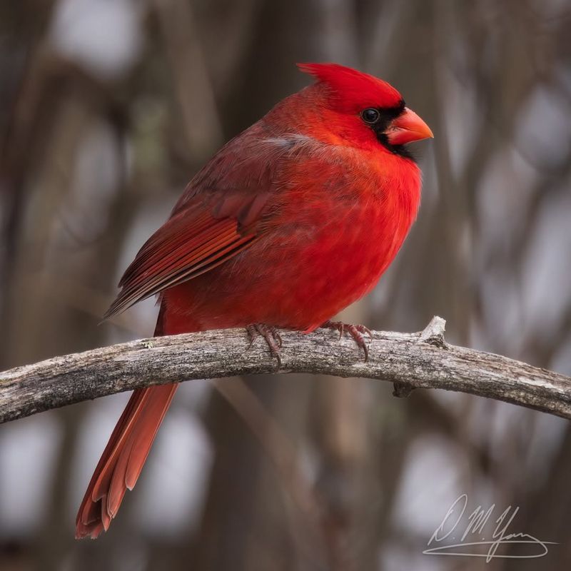 Northern Cardinal