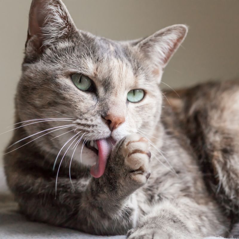 Perfectly Posh Paws