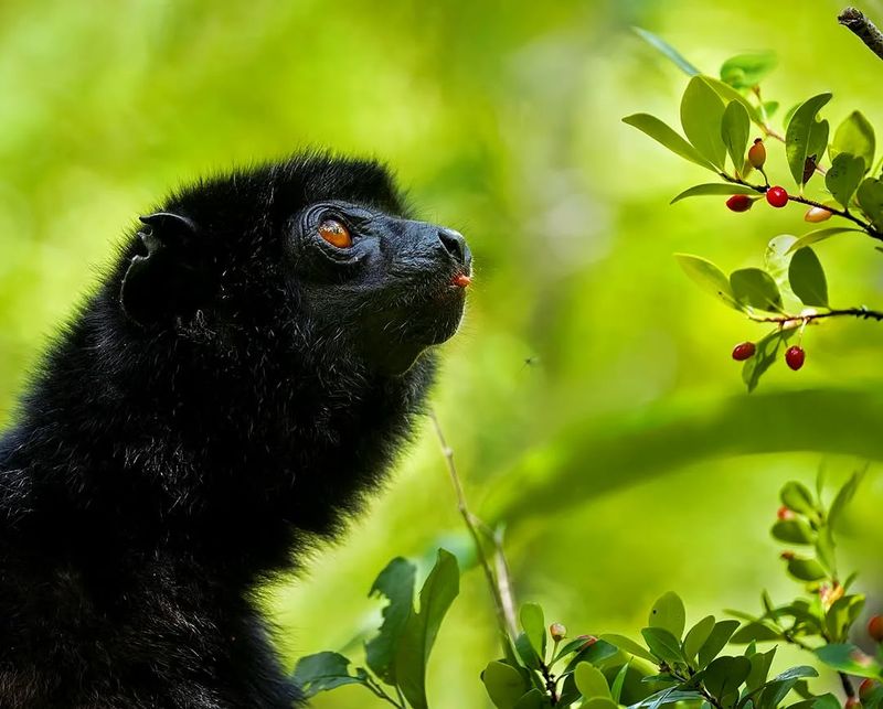 Perrier’s Sifaka