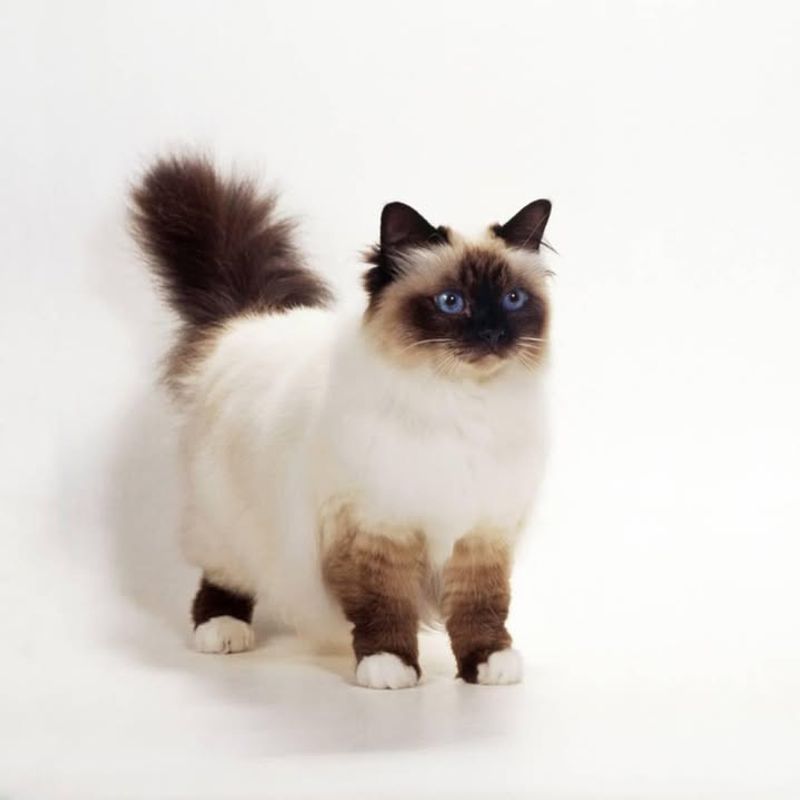 Birman