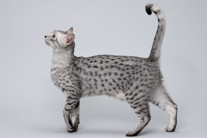 Egyptian Mau