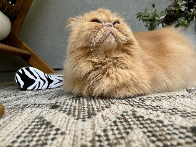 Persian Cat Has A Face Anyone Will Adore