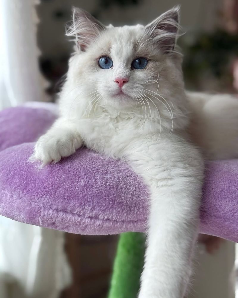 Ragdoll