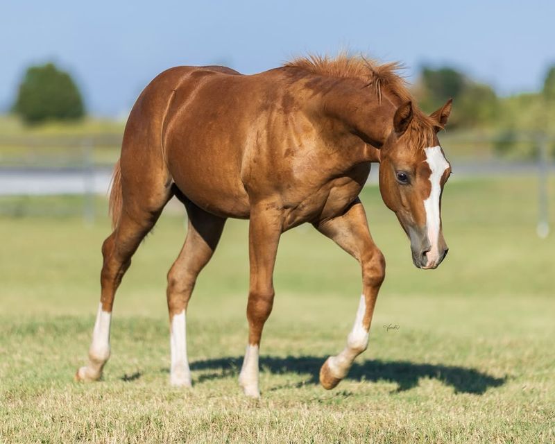 Quarter Horse