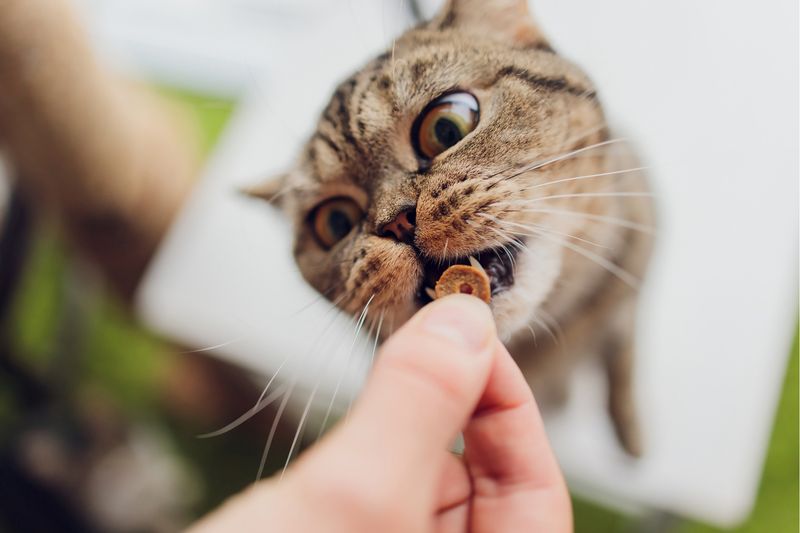 Overfeeding Treats