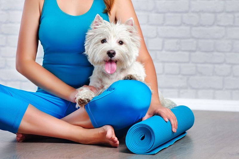 Pet Yoga