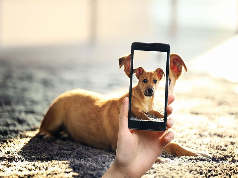 Social Media Fame for Pets